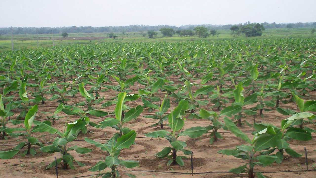 Sanusi Sani - Maize Farmer