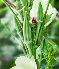 Okra 1