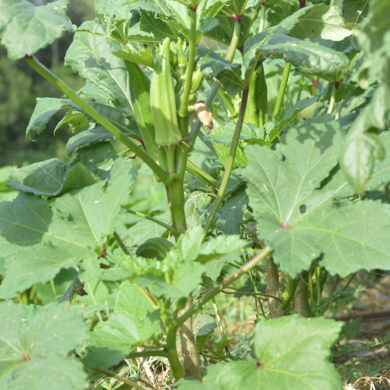 Okra 10
