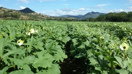 Okra 11