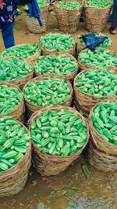 Okra 12