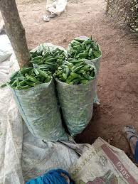 Okra 13