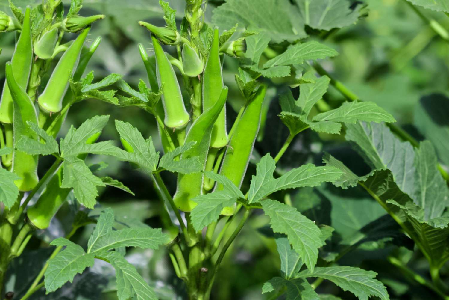 Okra 14