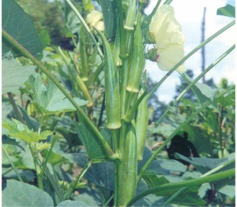 Okra 15