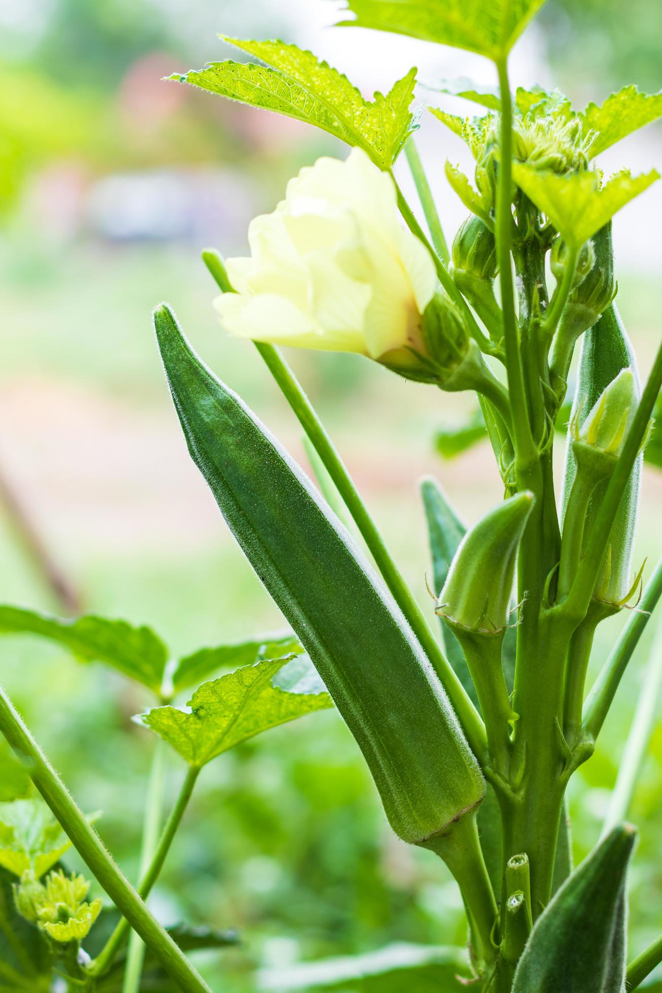 Okra 3