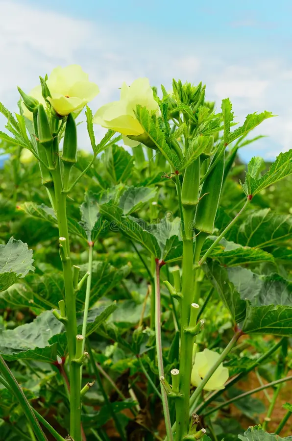 Okra 4