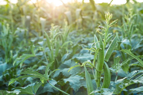 Okra 5