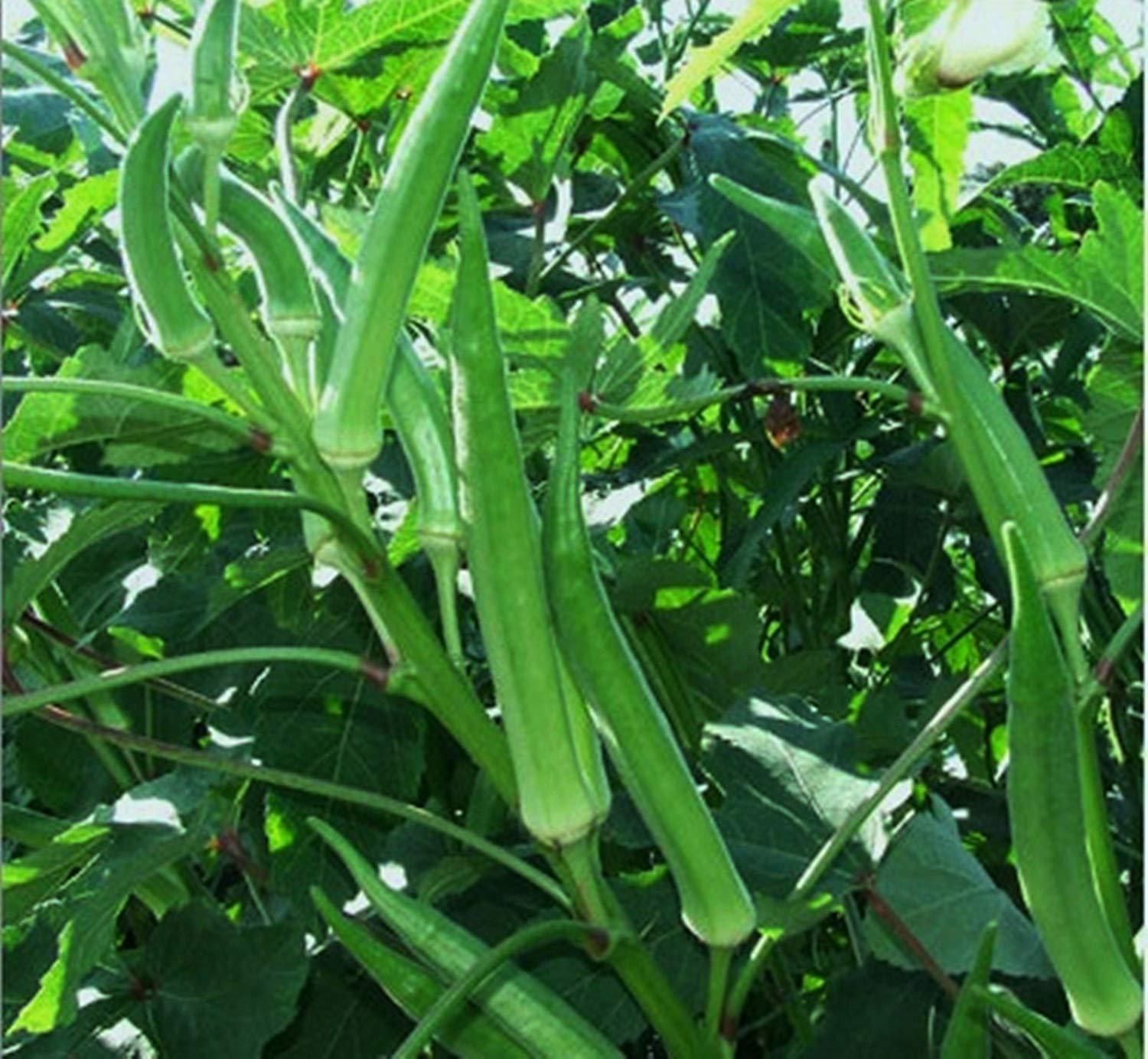 Okra 6