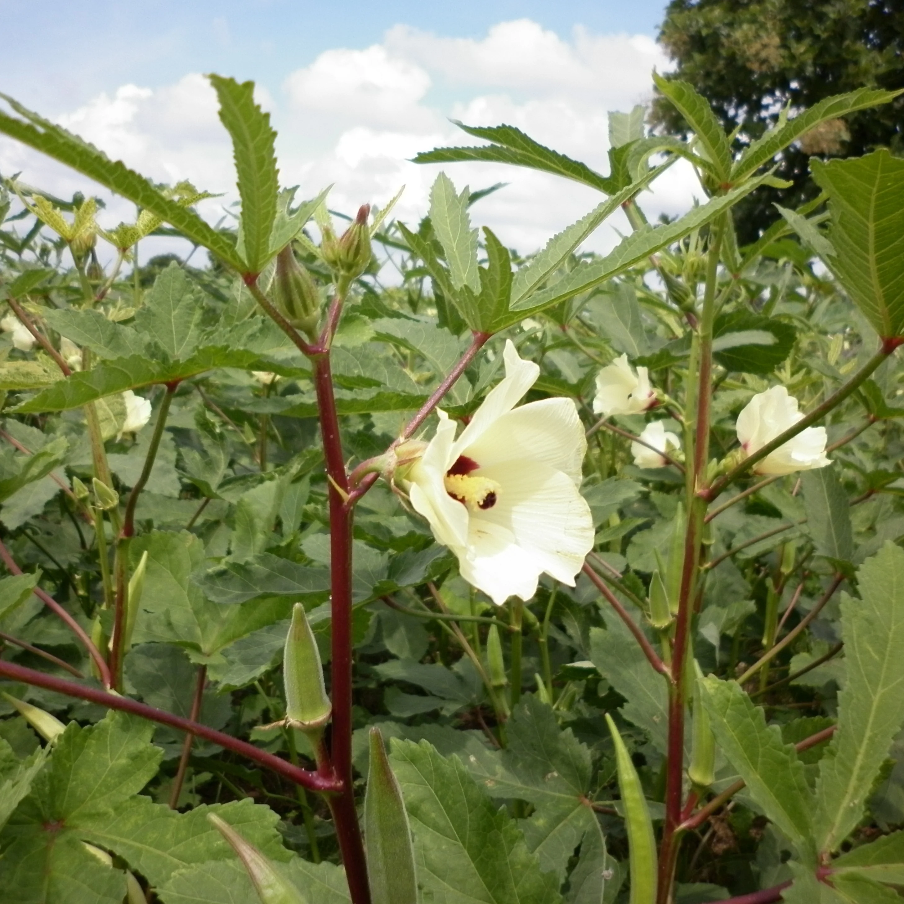 Okra 8