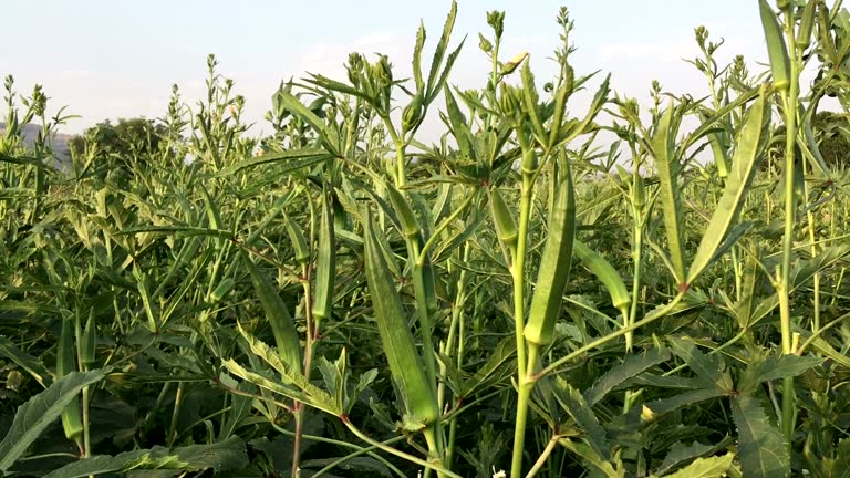 Okra 9