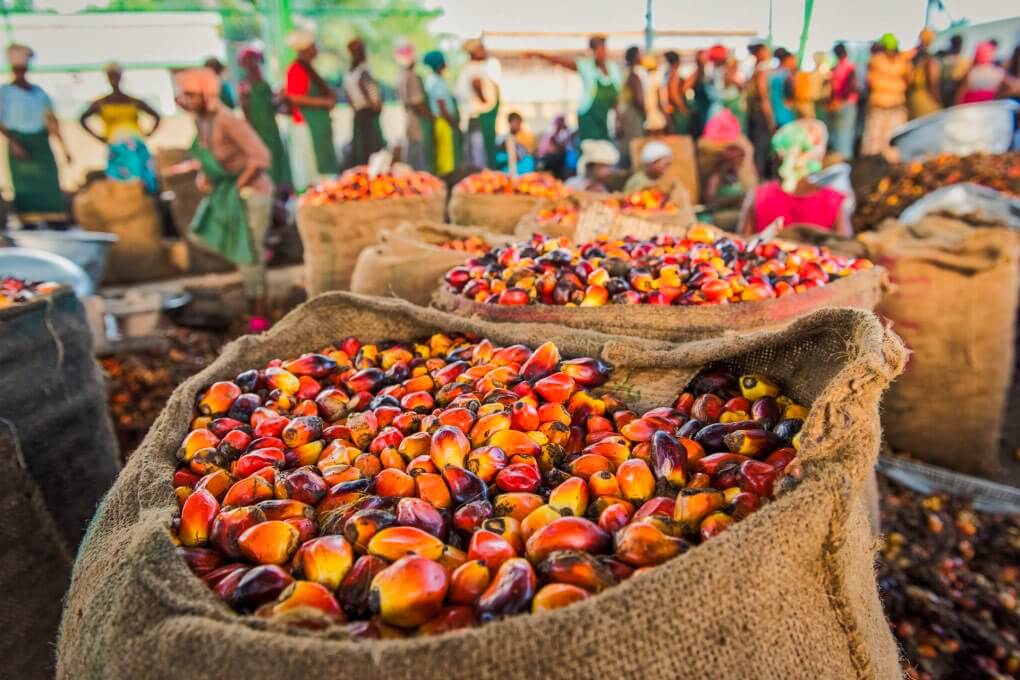 Palm Oil p2