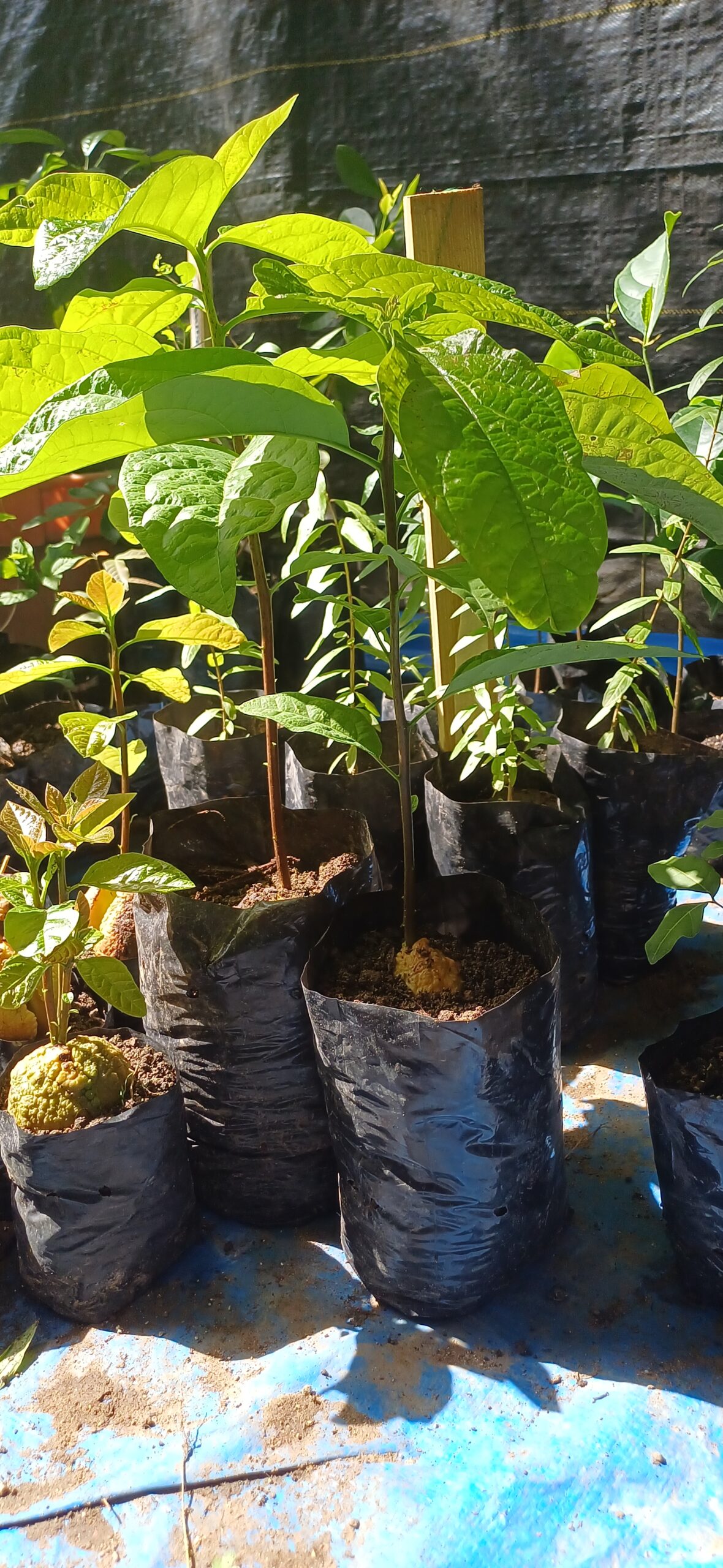 African Butter Pear 1