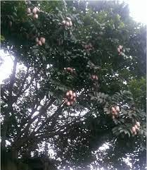 African Butter Pear 13