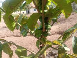 African Butter Pear 3