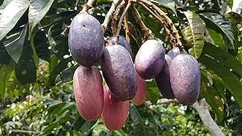 African Butter Pear 4