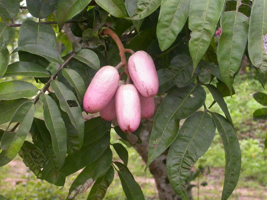 African Butter Pear 5