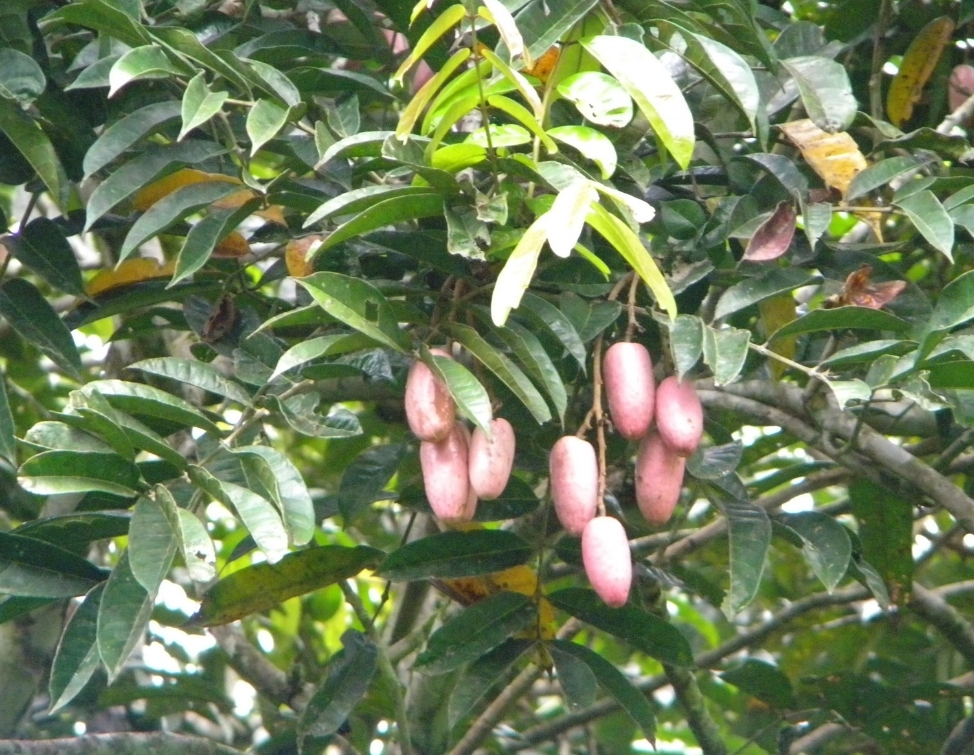 African Butter Pear 7