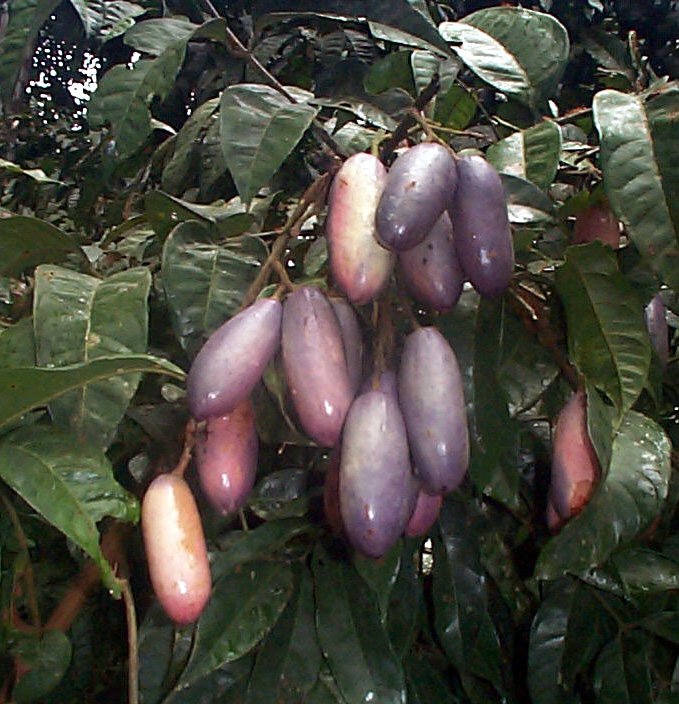 African Butter Pear 8