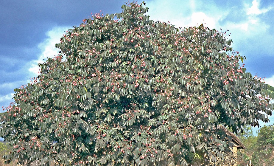 African Butter Pear 9